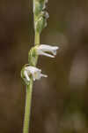 Texas lady's tresses